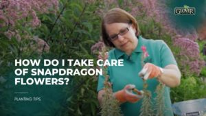 How Do I Take Care of Snapdragon Flowers?