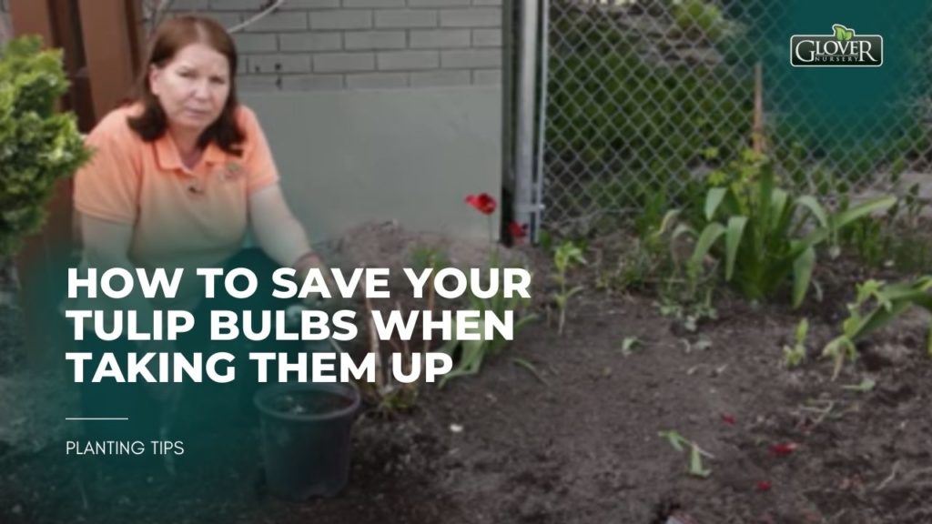 How to Save Your Tulip Bulbs When Taking Them Up