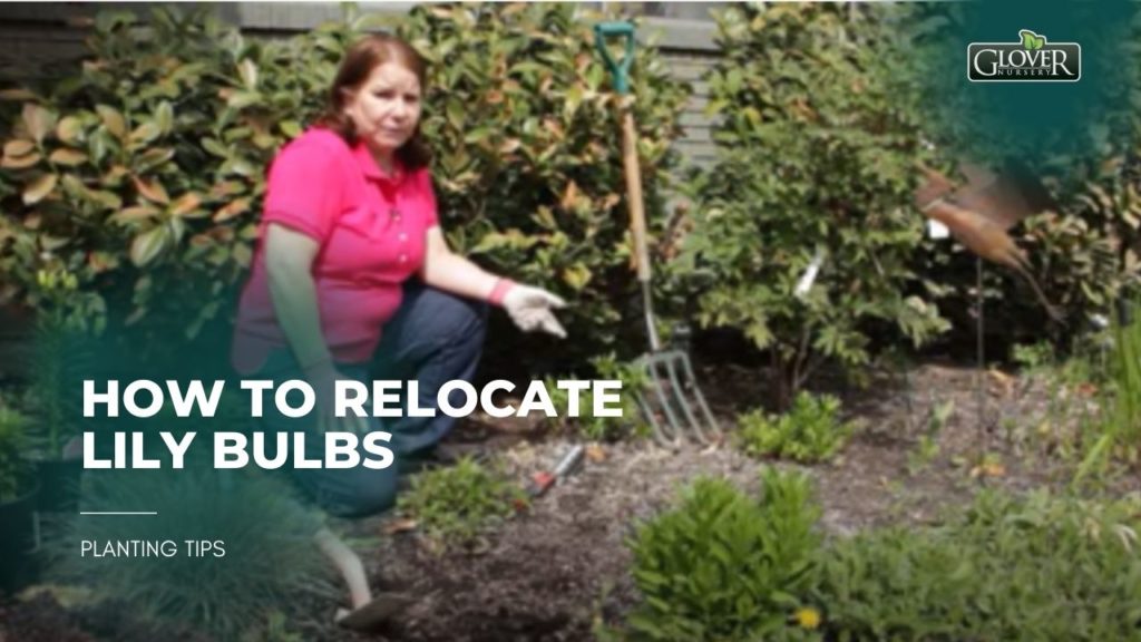 How to Relocate Lily Bulbs