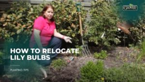 How to Relocate Lily Bulbs