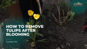 How to Remove Tulips After Blooming