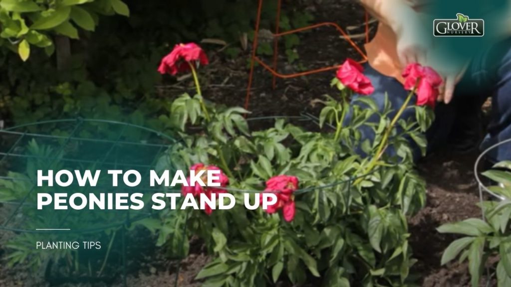 How to Make Peonies Stand up