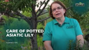 Care of Potted Asiatic Lily
