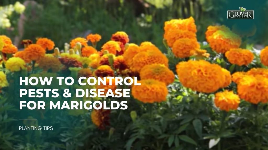 How to Control Pests & Disease for Marigolds