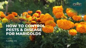 How to Control Pests & Disease for Marigolds