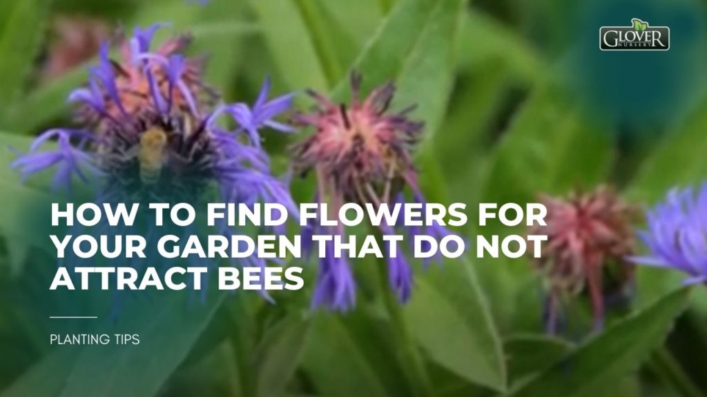 How to Find Flowers for Your Garden that Do Not Attract Bees