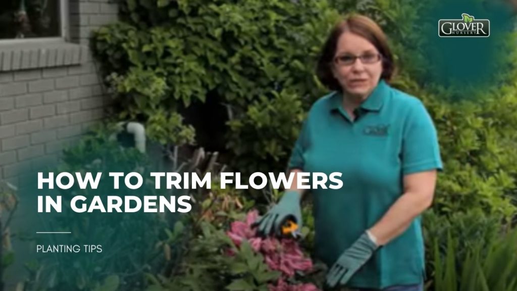 Expert Tips for Trimming Flowers in Your Garden | Glover Nursery