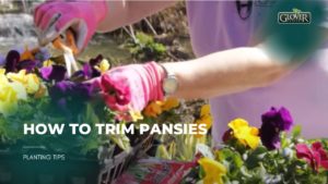How to Trim Pansies