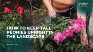 How to Keep Tall Peonies Upright in the Landscape