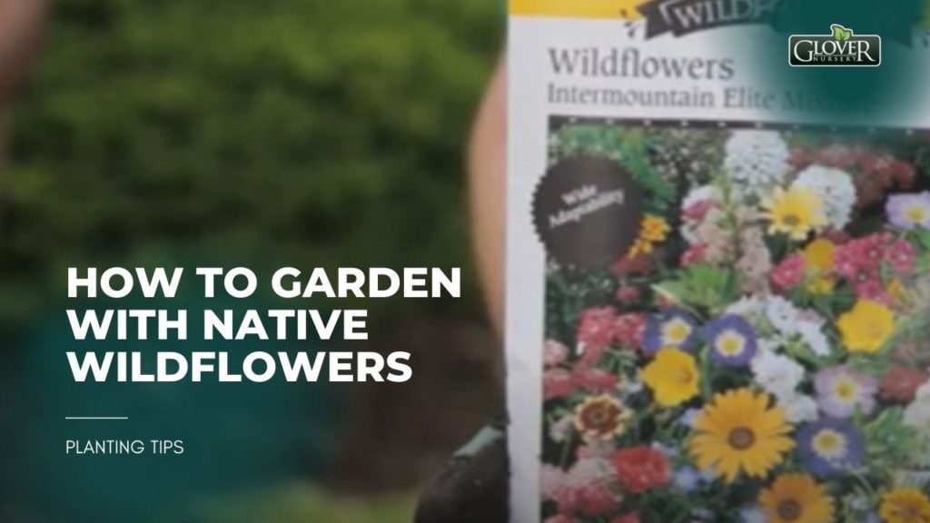How to Garden with Native Wildflowers