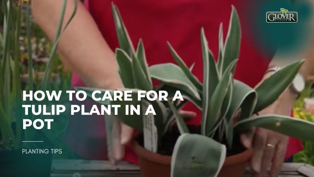 How to Care for a Tulip Plant in a Pot