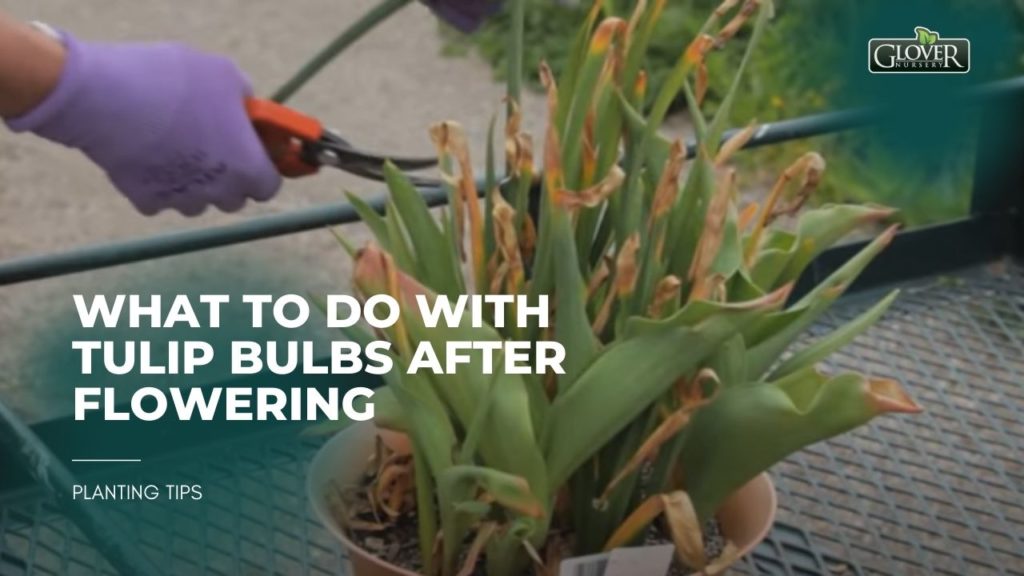 What to Do with Tulip Bulbs After Flowering