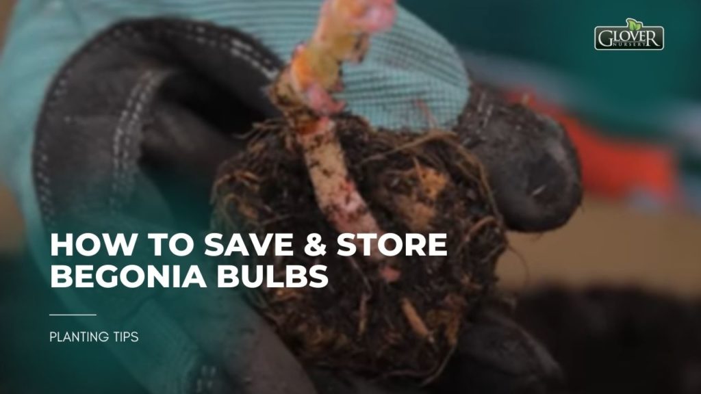 How to Save & Store Begonia Bulbs