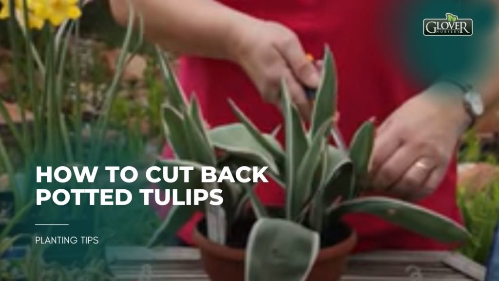How to Cut Back Potted Tulips