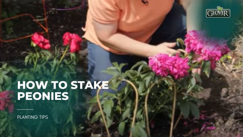 How to Stake Peonies