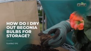 How do I Dry Out Begonia Bulbs for Storage?