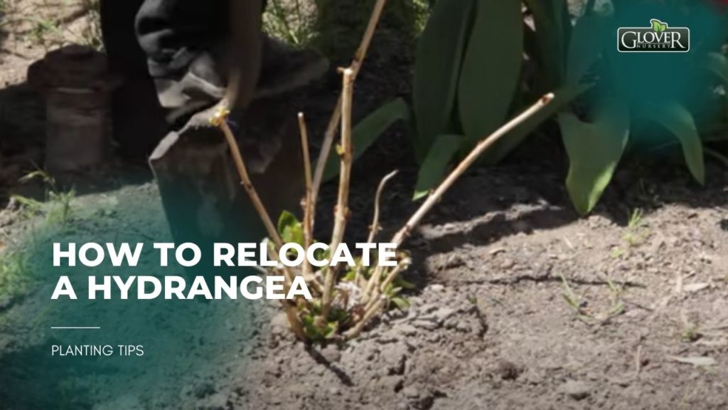 How to Relocate a Hydrangea