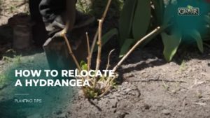 How to Relocate a Hydrangea