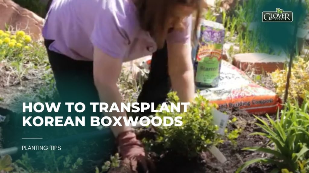 How to Transplant Korean Boxwoods