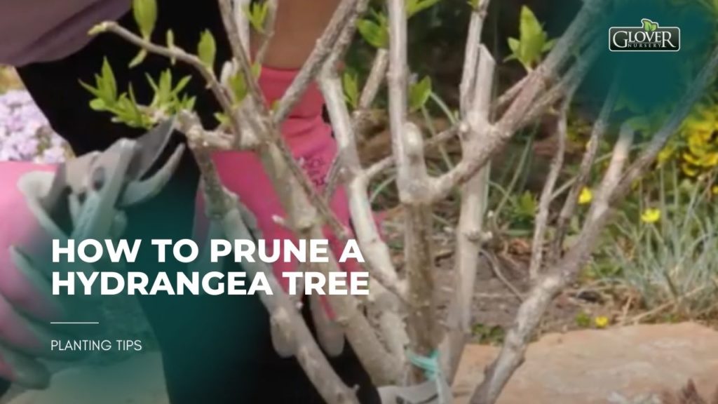 How to Prune a Hydrangea Tree