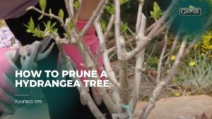 How to Prune a Hydrangea Tree
