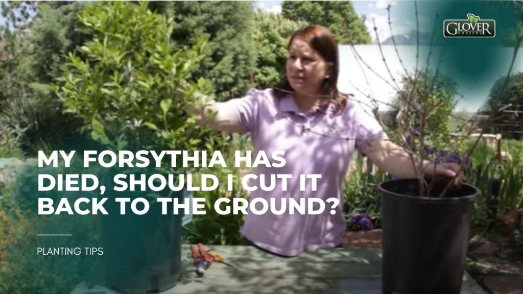 My Forsythia has Died, Should I Cut it Back to the Ground?