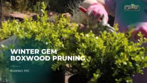 Winter Gem Boxwood Pruning