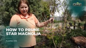 How to Prune Star Magnolia
