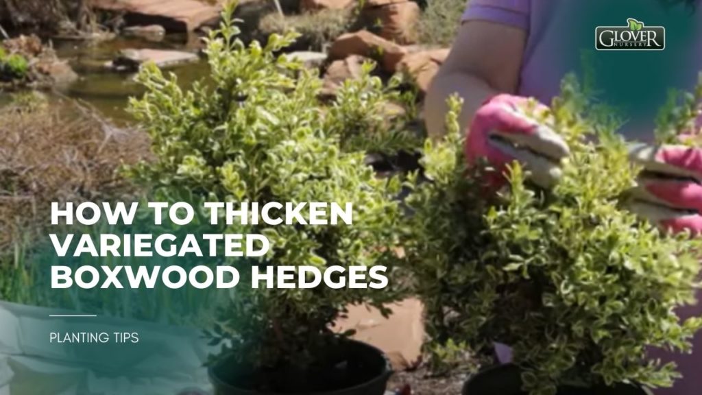 How to Thicken Variegated Boxwood Hedges