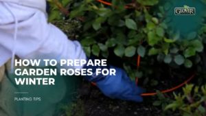 How to Prepare Garden Roses for Winter