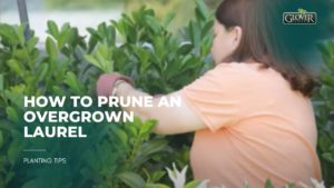 How to Prune an Overgrown Laurel