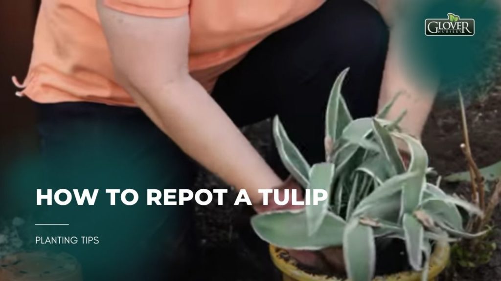 How to Repot a Tulip