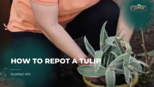 How to Repot a Tulip