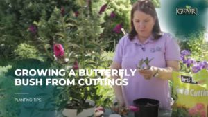 Growing a Butterfly Bush From Cuttings