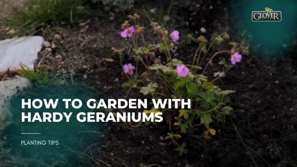 How to Garden with Hardy Geraniums