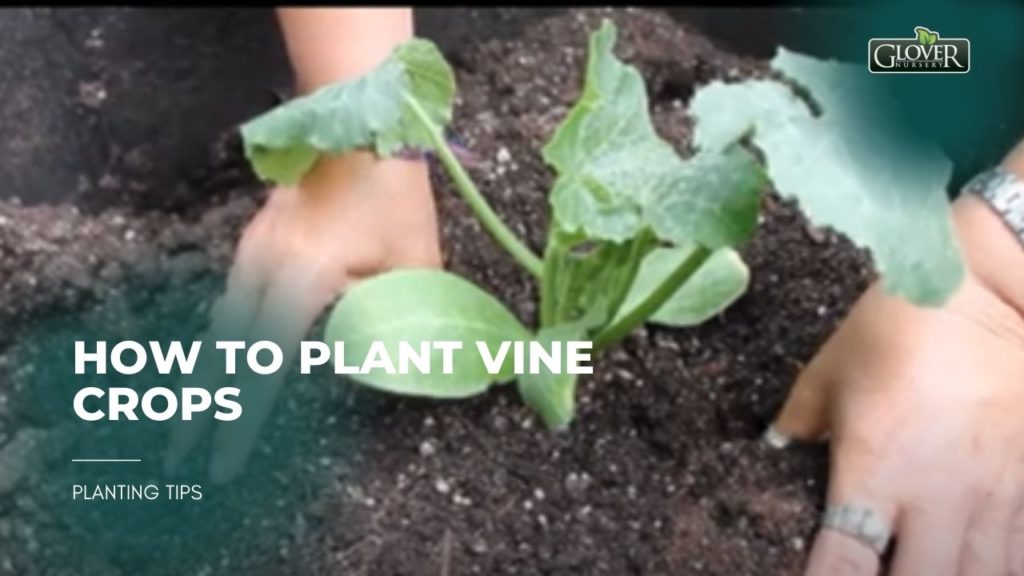 How to Plant Vine Crops