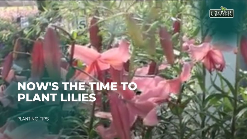 Now's the Time to Plant Lilies