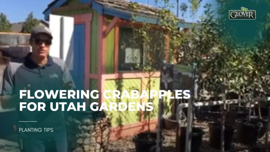 Flowering Crabapples for Utah Gardens