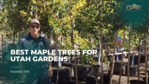 Best Maple Trees for Utah Gardens