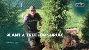 Plant a Tree (or Shrub)