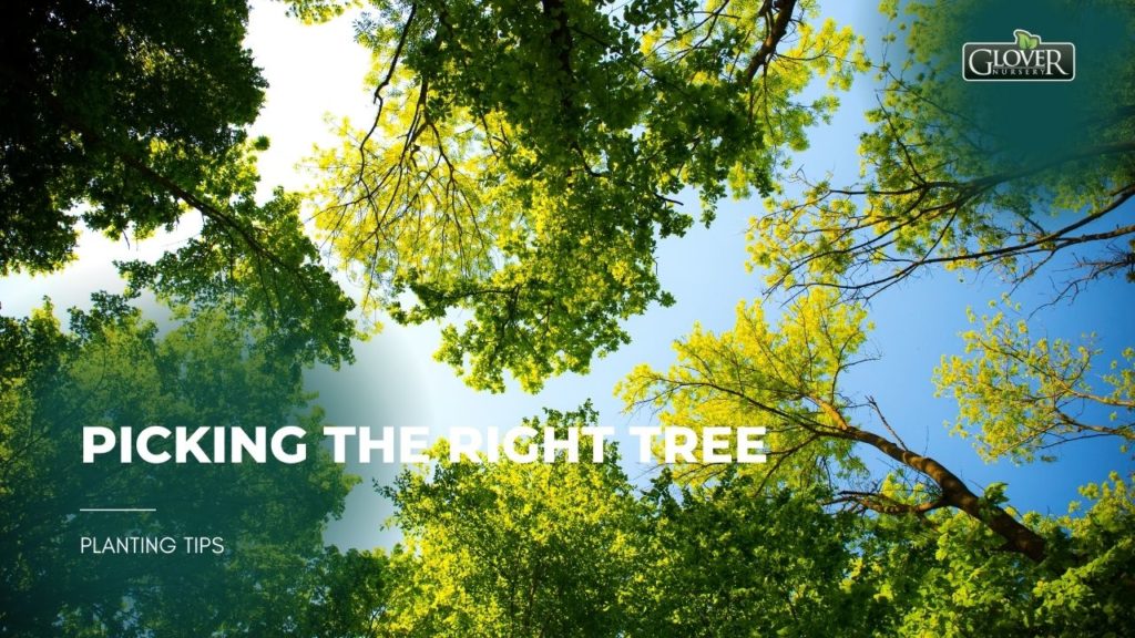 Picking the Right Tree
