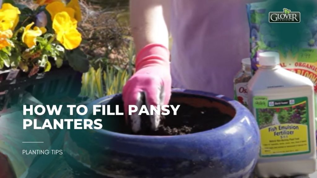 How to Fill Pansy Planters