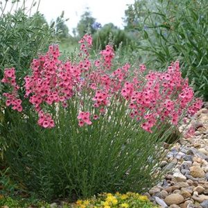 Coral Canyon Twinspur
