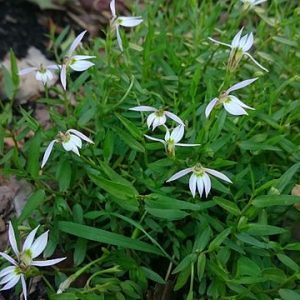 Creeping_Lobelia_(Lobelia_chinensis)
