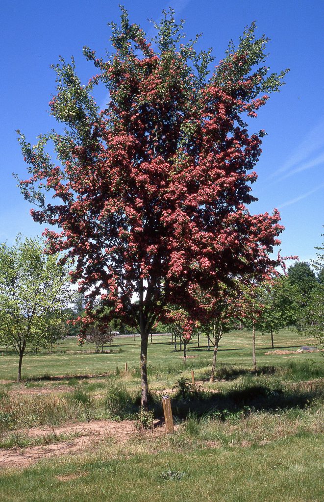 Crimson Cloud Hawthorn flwg tree