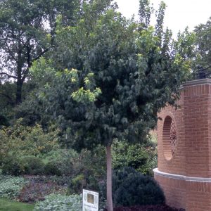 Flame Maple grn tree