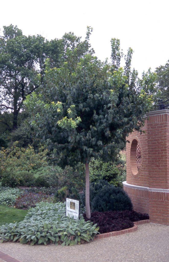 Flame Maple grn tree