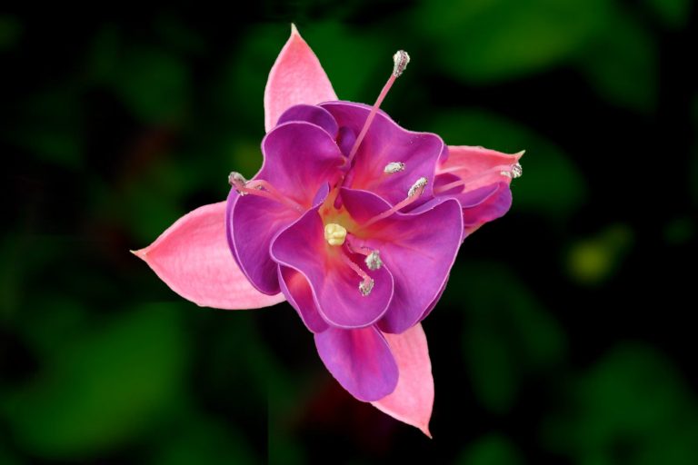 Fuchsia