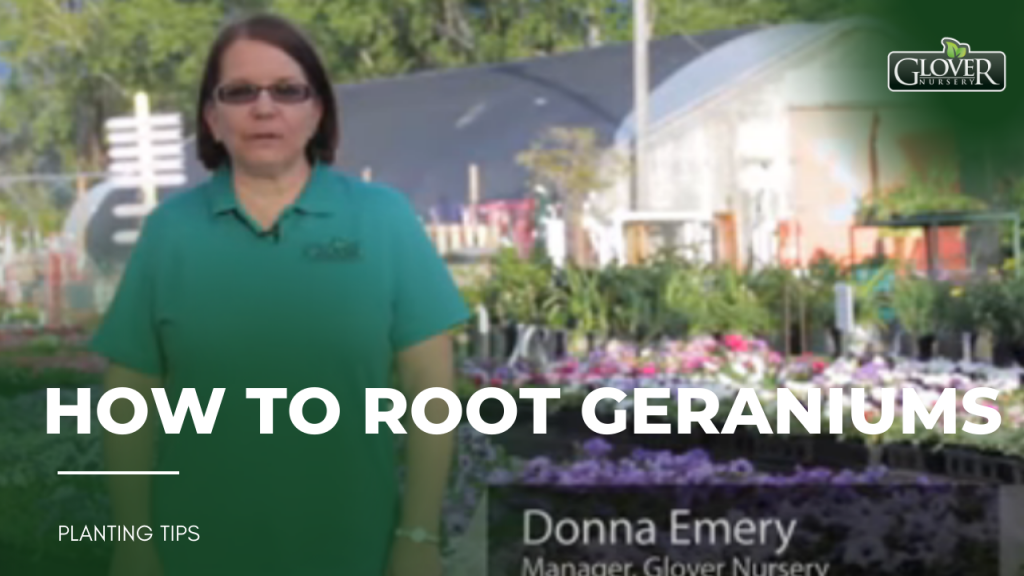 Flower Gardening - How to Root Geraniums