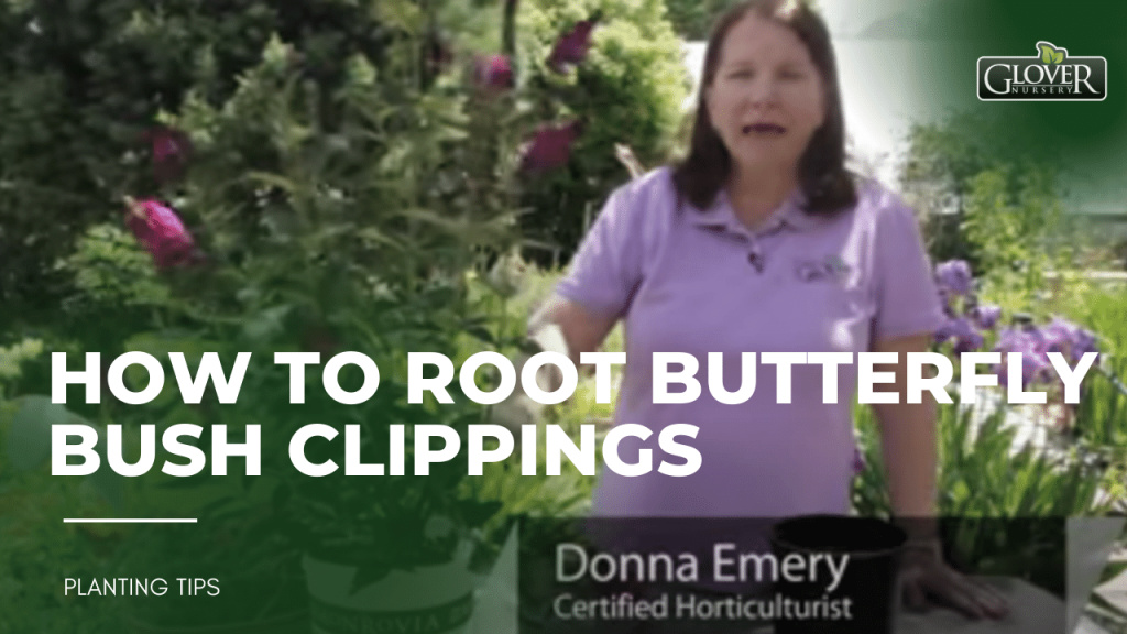 Gardening - root butterfly bush plant